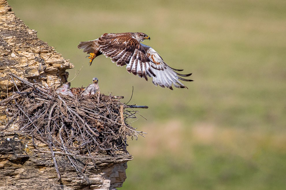 Ferrigonous Hawk Nest