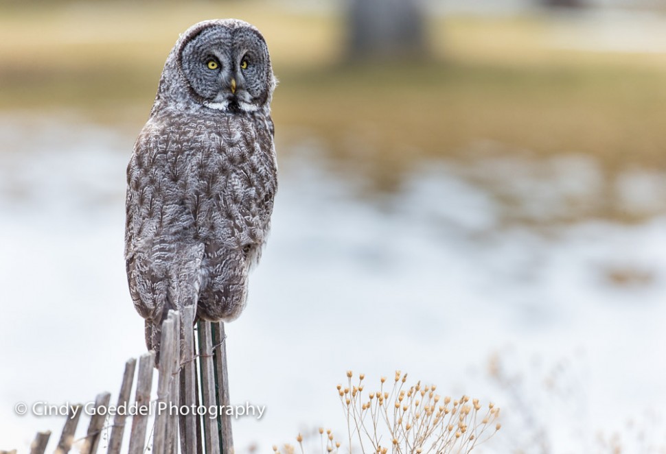 On the Fence