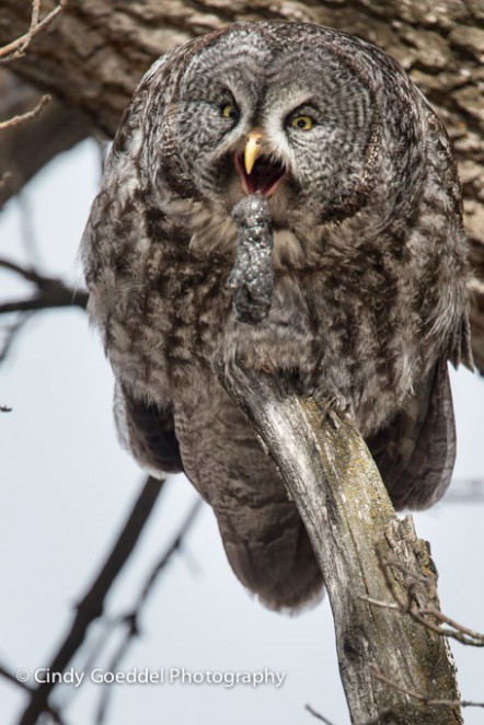 Great Grey Owl Ejecting a Pellet