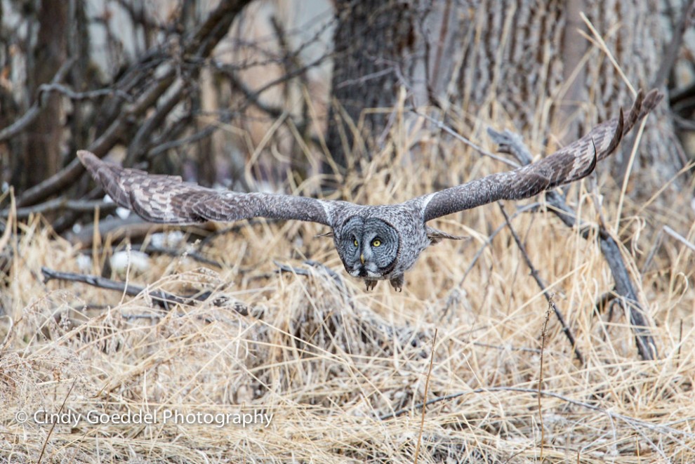 Great Grey Owl on the Prowl