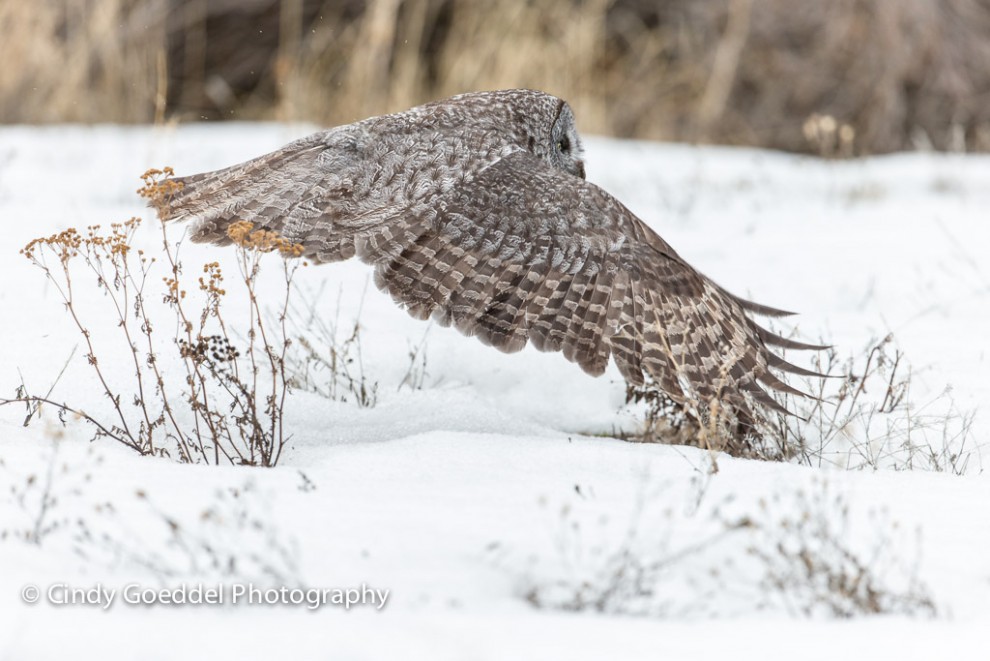 Silent Great Grey Owl