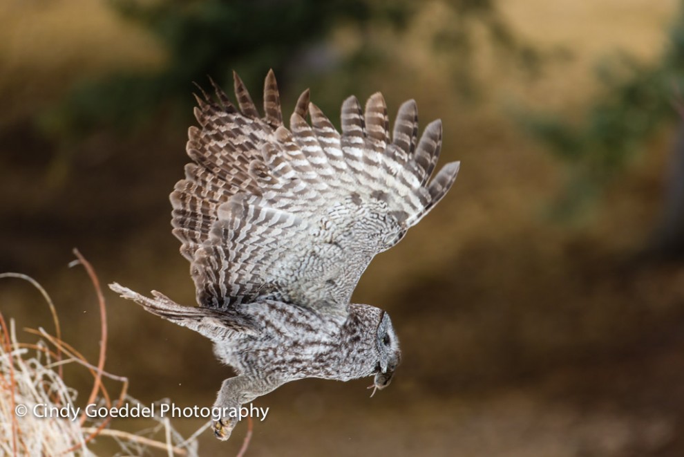 Winged Phantom-Great Grey Owl