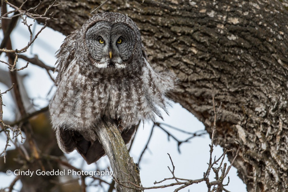 Great Grey Owl all a Fluff