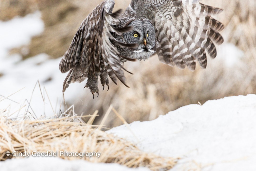 Great Grey Owl Flying