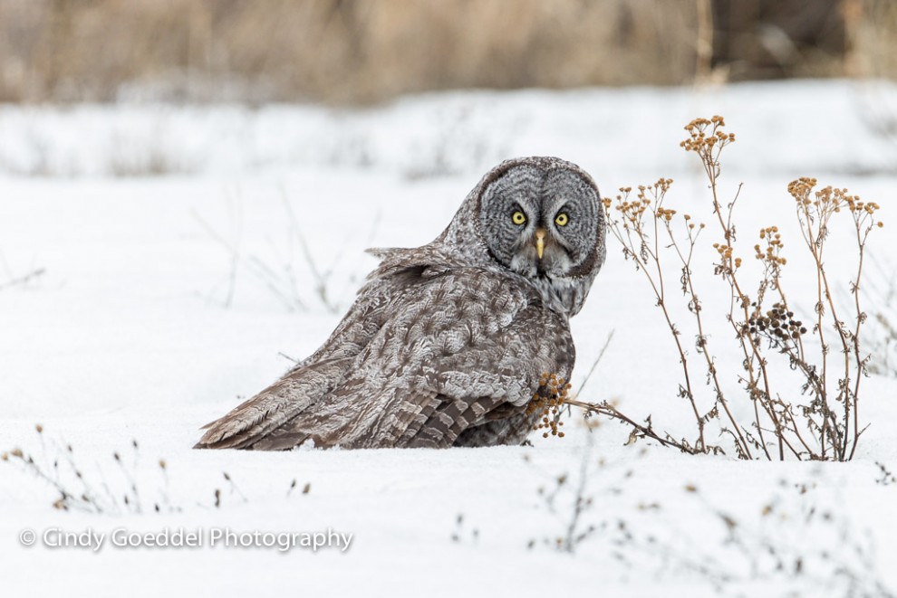 Great Grey Owl in snow