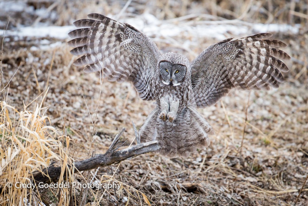 The Landing