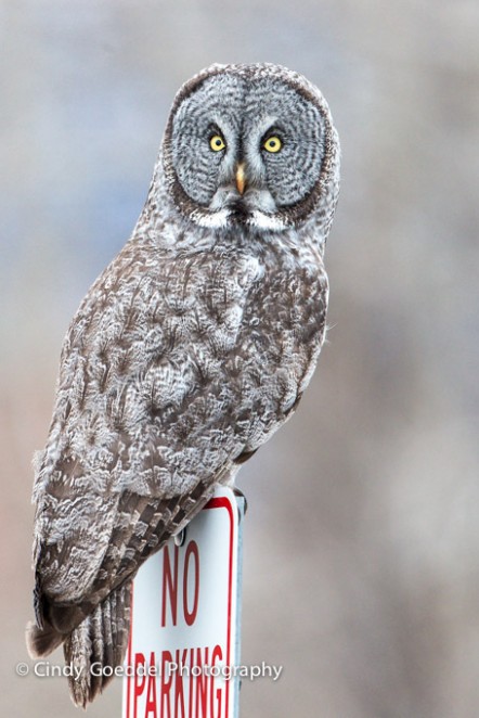 No Parking…Great Grey Owl