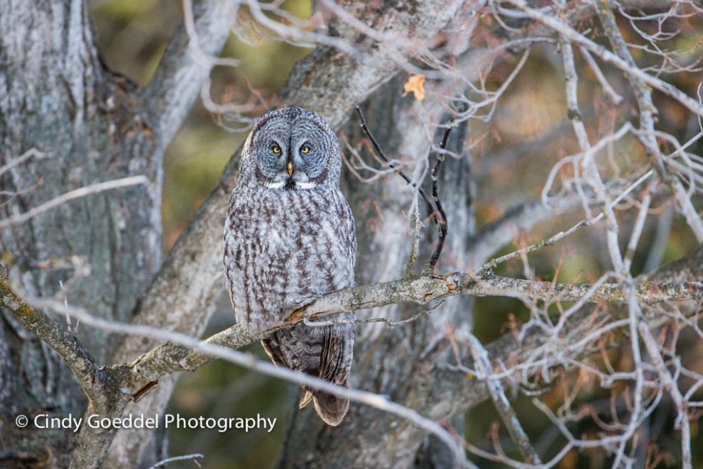 Great Grey Owl Morning Roost