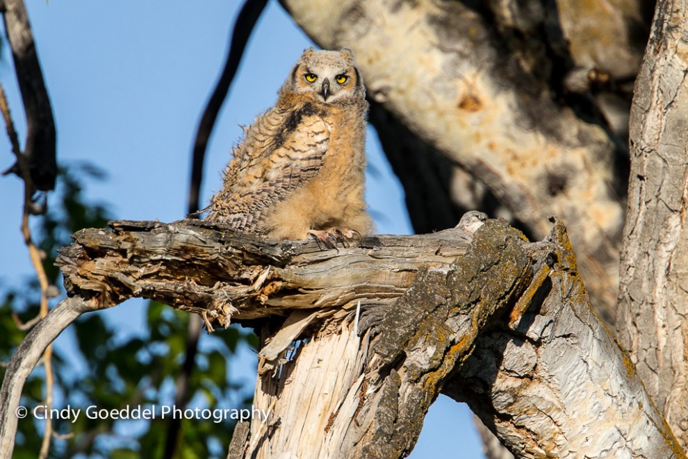 Great-Horned Owl Fledging