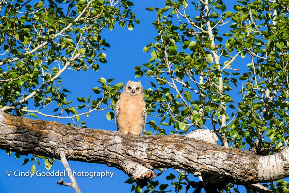 Just Fledged!