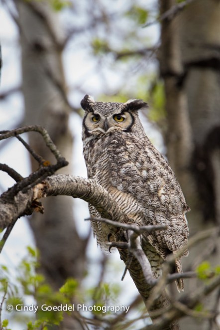 Bad Ear Day - Great-Horned Owl