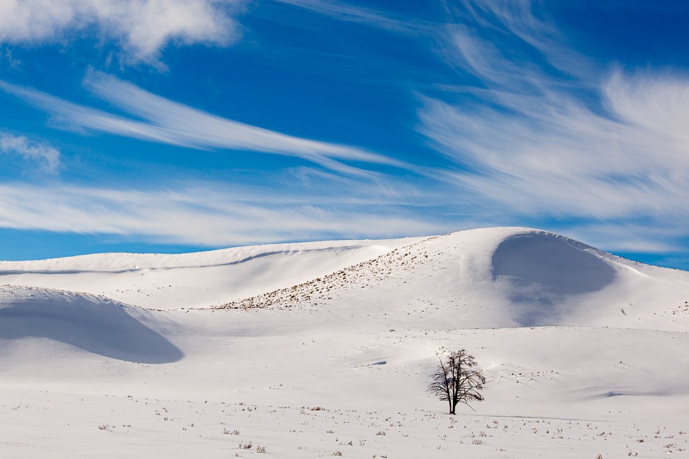 Winter Settles in Hayden Valley