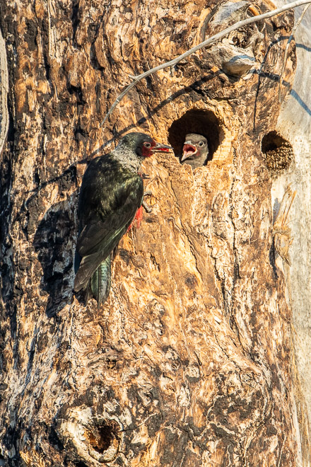 Breakfast in the Hole