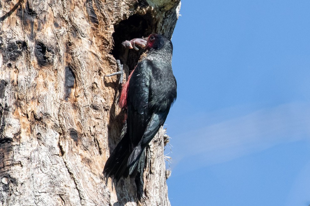 Nestling Bird Captured