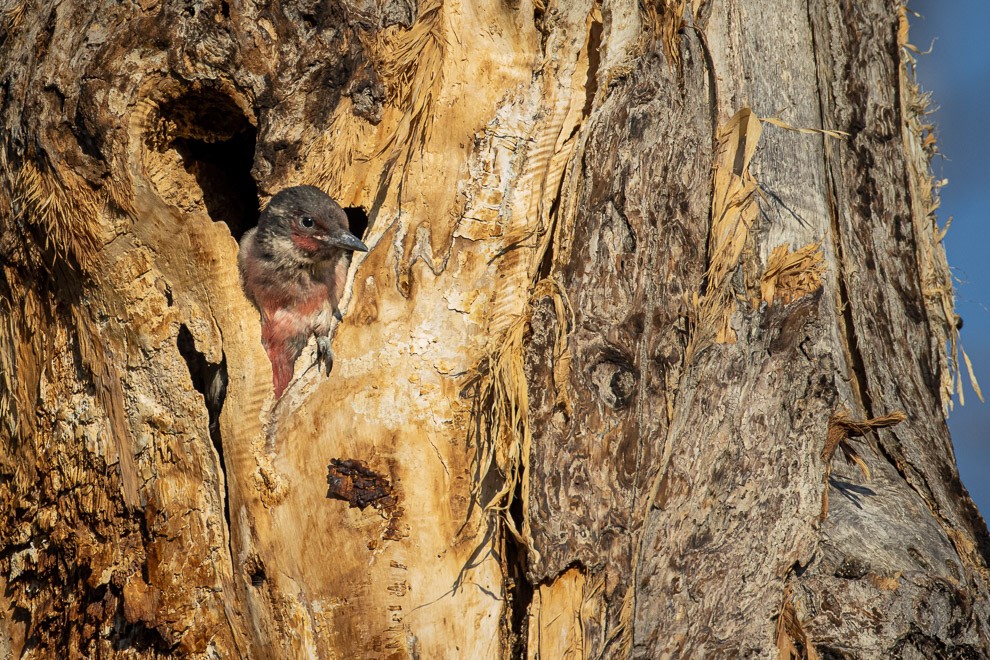 Fledgling