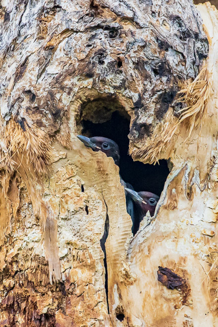 Youngsters Ready to Fledge