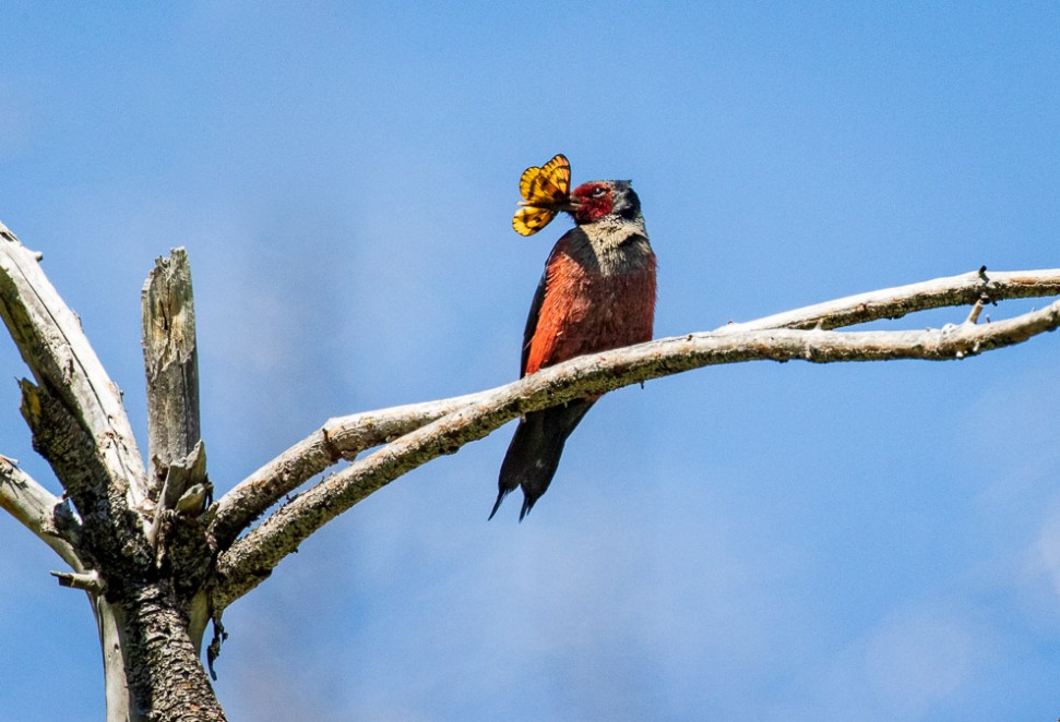 Birds & Butterflies