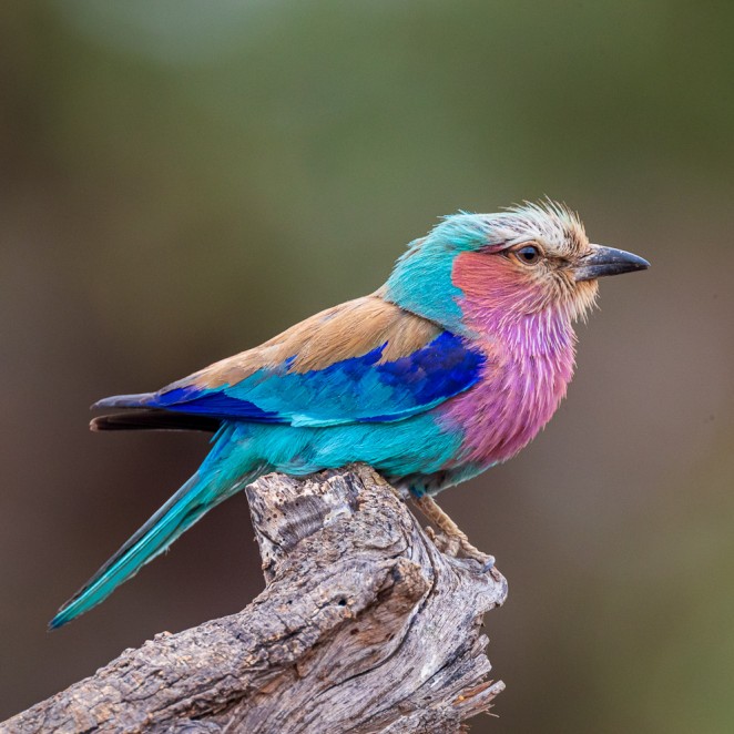 Lilac-breasted Roller
