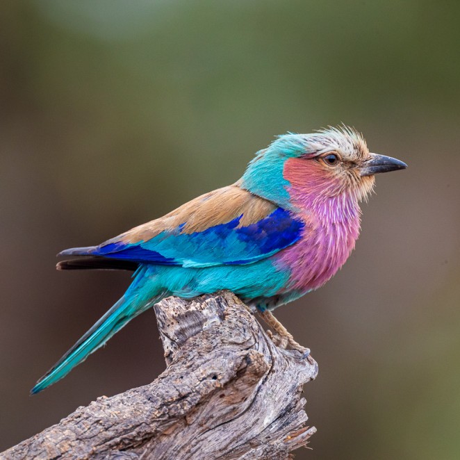 Lilac-breasted Roller