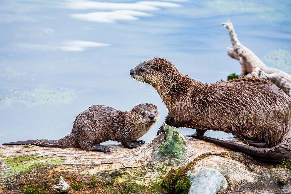 Otters on a Log