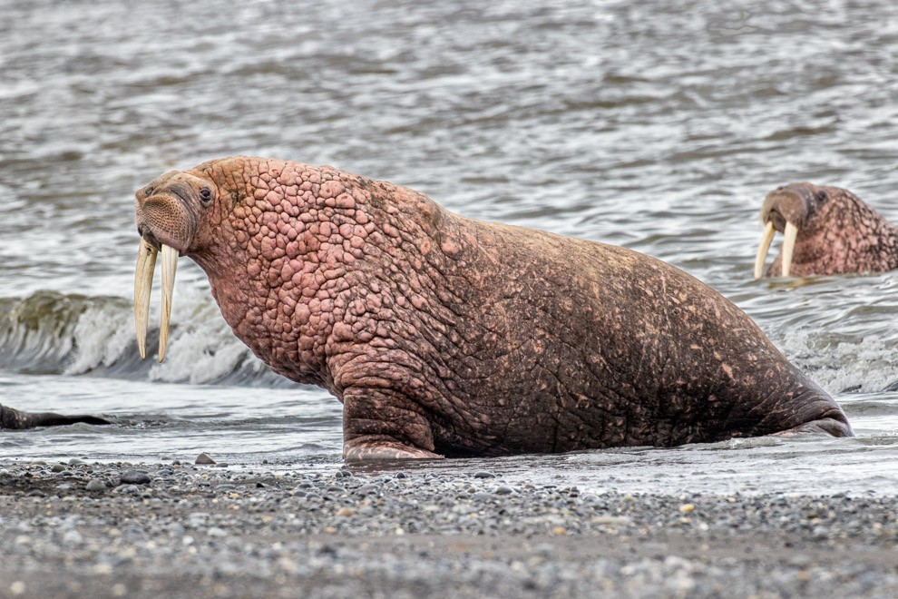 Walrus Portrait