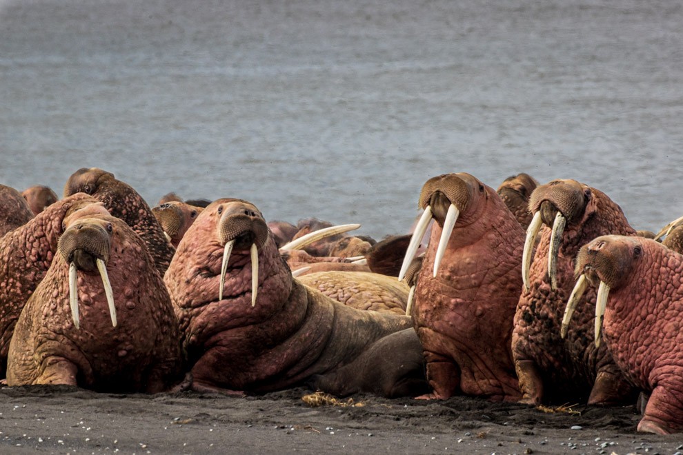 Pink Walruses on the Bering Sea