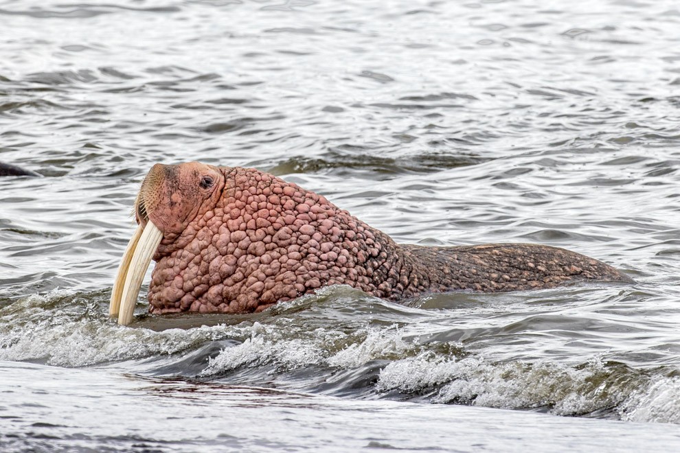 Walrus Soak