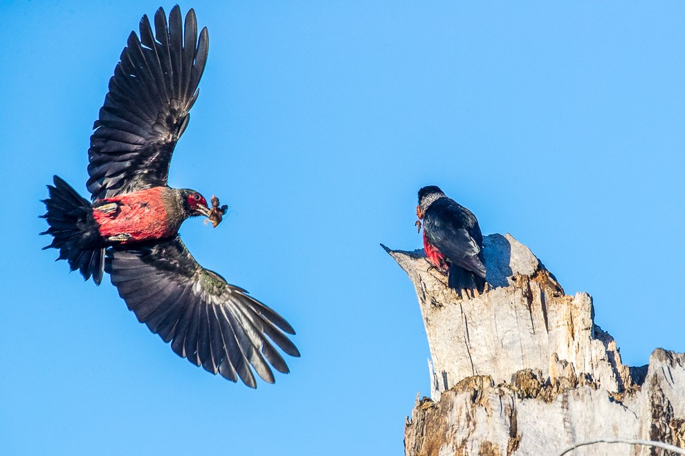 Nestling Prey