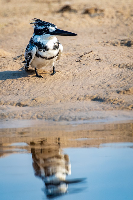 Pied Kingfisher