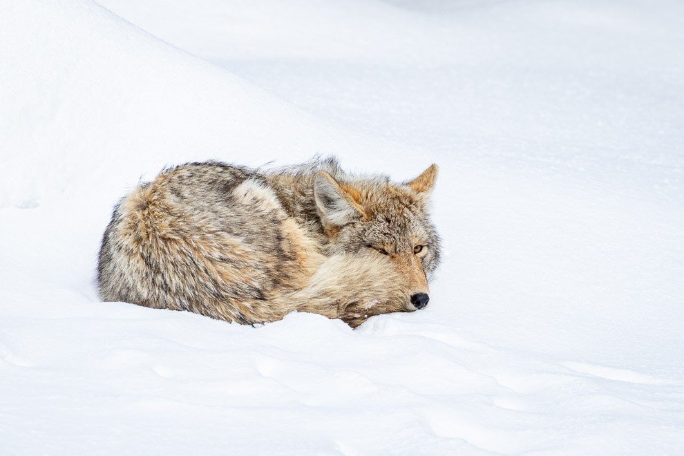 Siesta