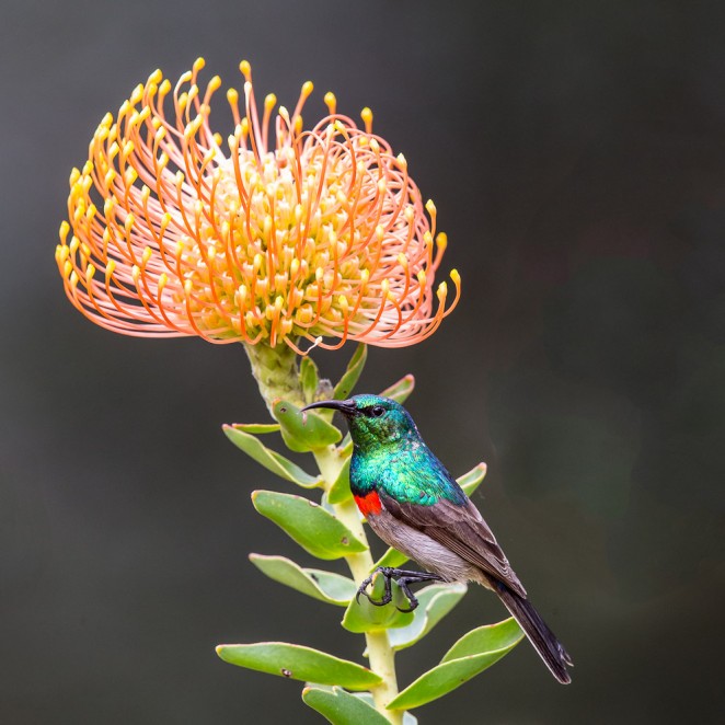 Southern Double-collared Sunbird