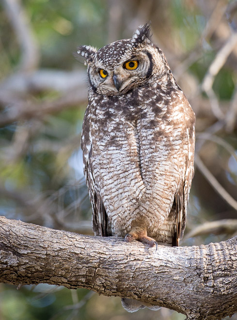 Spotted Eagle-owl