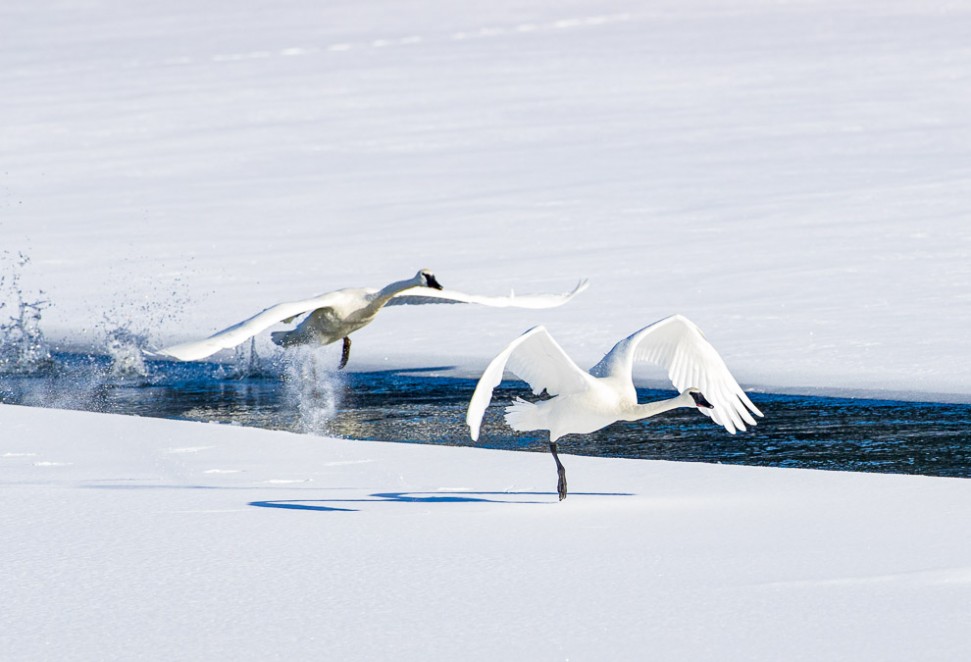 Dance on the Yellowstone