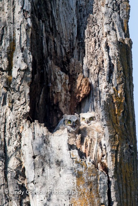 Two Great-Horned Owlets in Nest Cavity