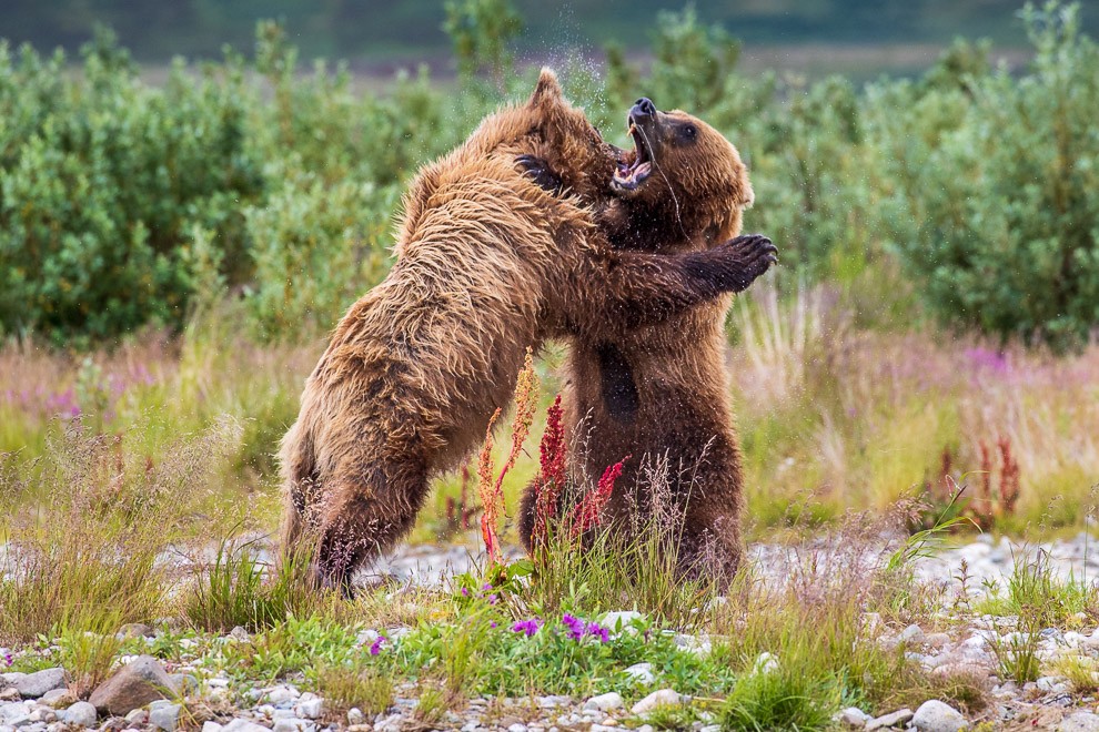 Afternoon Dance