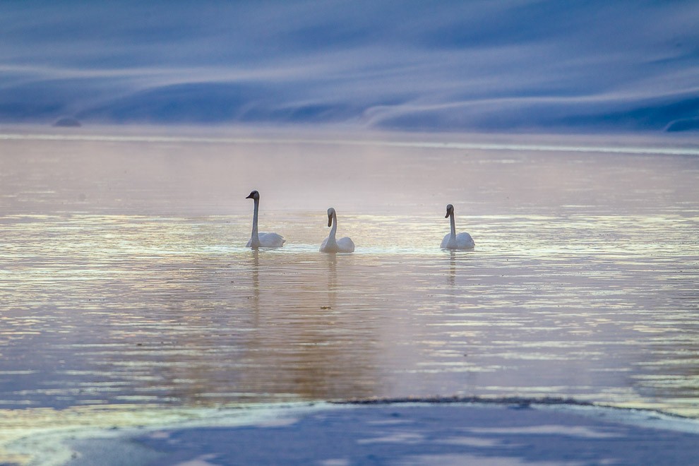 Trumpeter Sunrise on the Yellowstone River