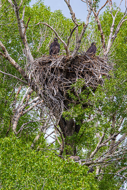 Bald Eagle Young