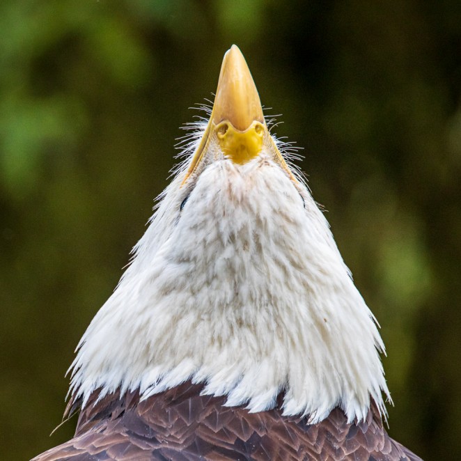 Eagle Brank Candy Corn