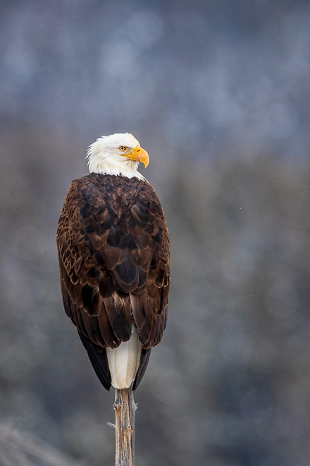 Winter Eagle