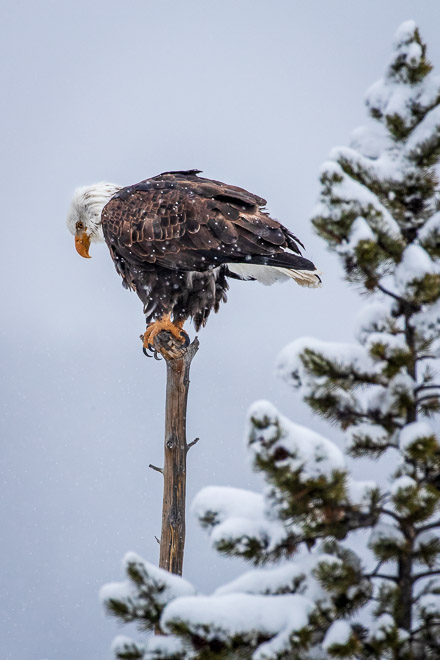 Snowy Perch