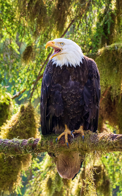 Deep in the Tongass Forest