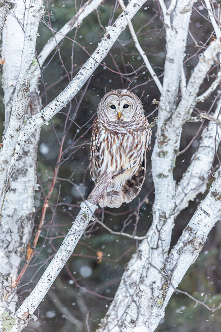 Barred Owl on Birch Perch