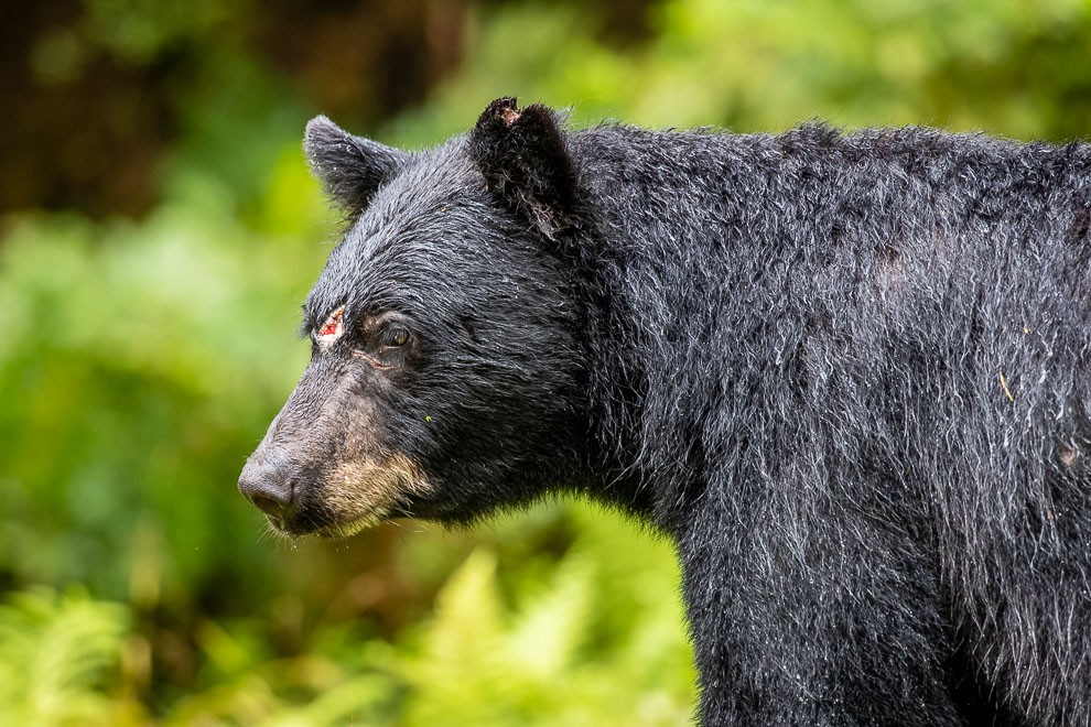 Battered Bear