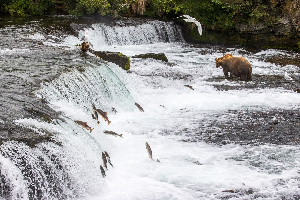 Salmon Spawning