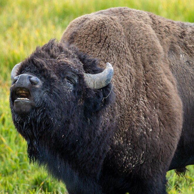 Bison Bellow