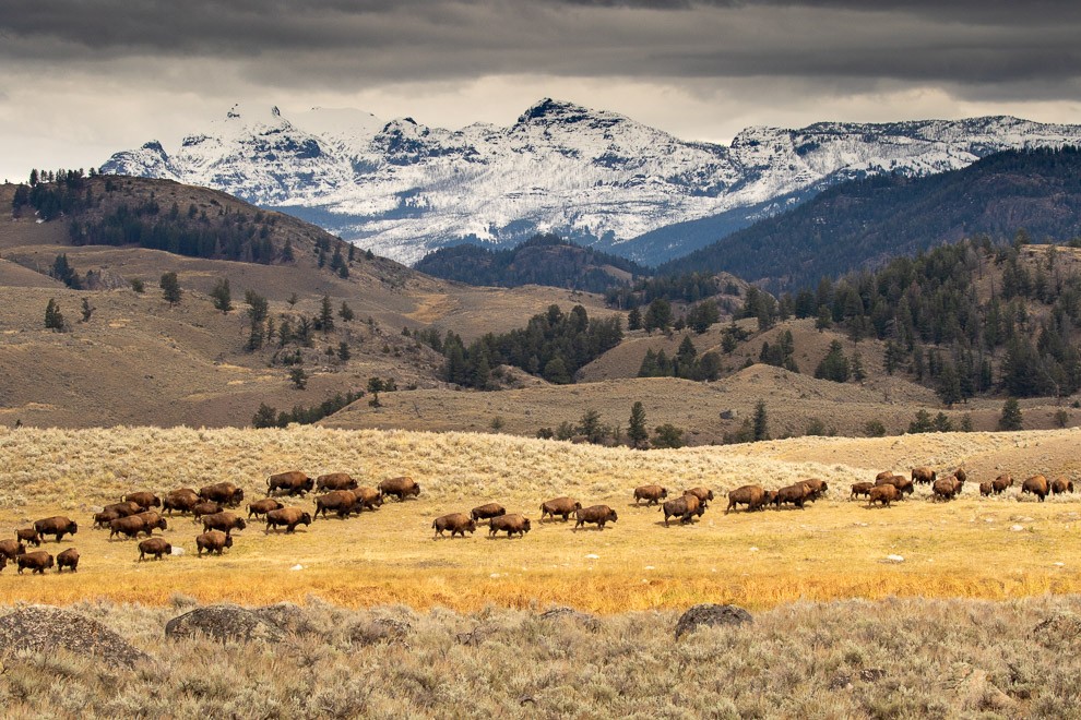 Where the Bison Roam