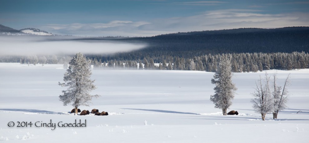 Hayden Valley Bison