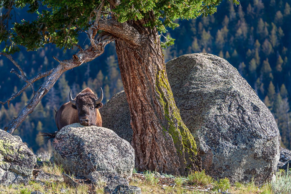 Bison, Rock, Tree