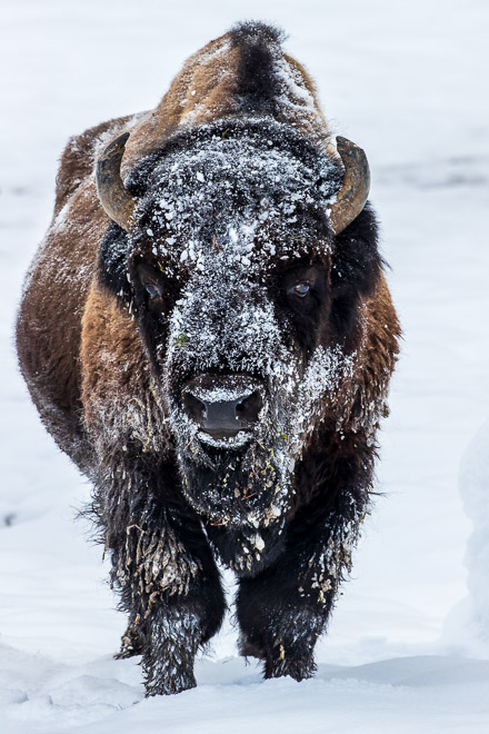 Snow Mask