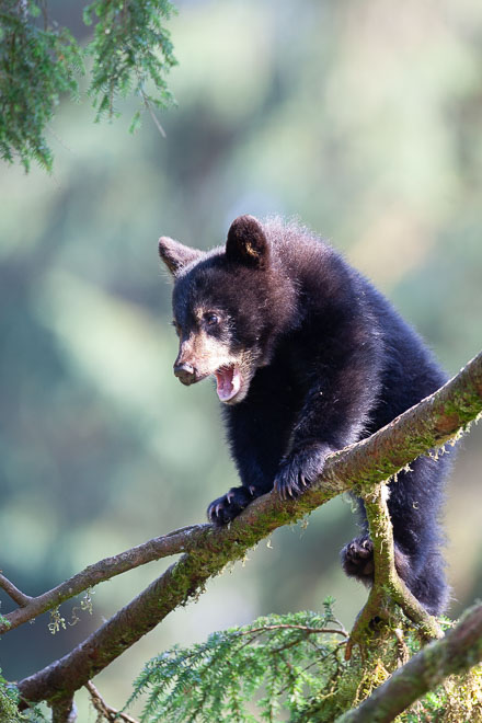 Gymnast Cub